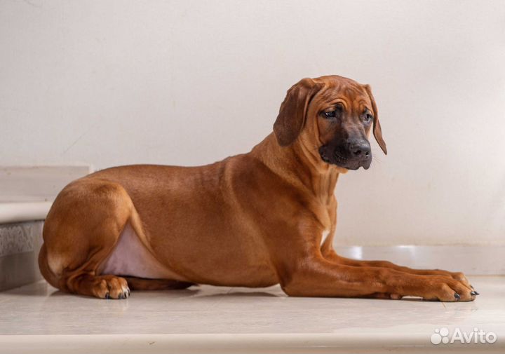 Шикарные девчонки родезийского риджбека