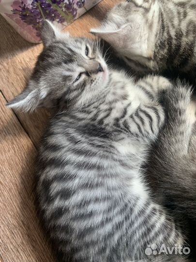 Котята метисы