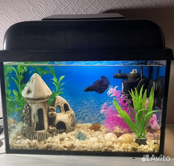 Аквариум для петушка с полным набором
