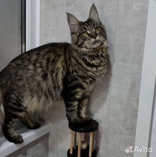 Кошки мейн-кун