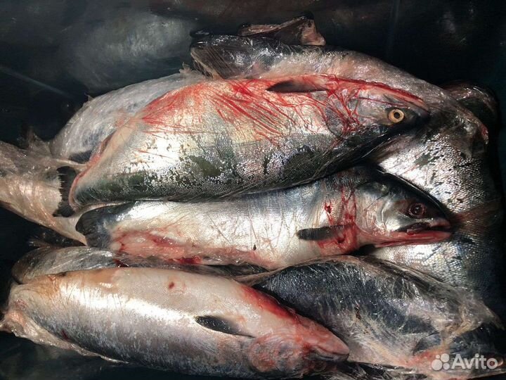 Рыба горбуша, сима, нерка, кета