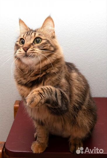 Молодая кошечка Курильский бобтейл