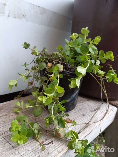 Лизимахия ампельная (вербейник монетчатый)