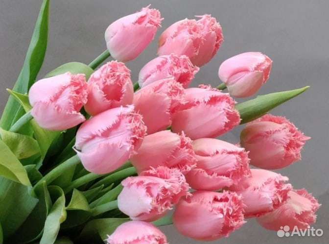 Луковицы бахромчатых тюльпанов