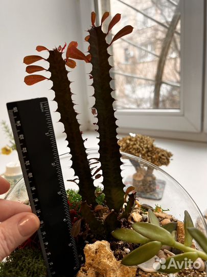 Молочай трехгранный