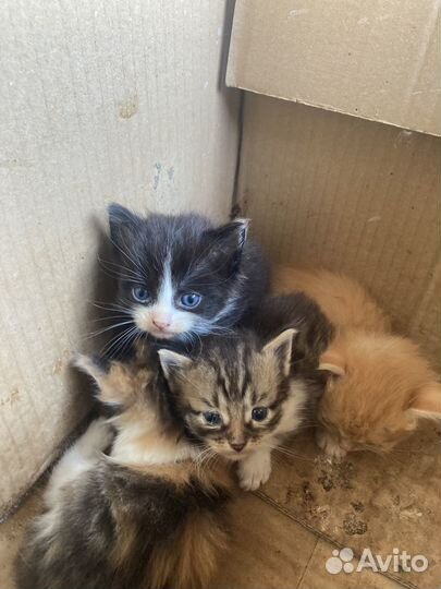 Котята в добрые руки