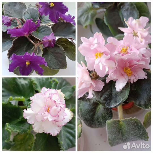 Фиалка листы, детки, стартеры, цветущие