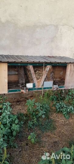 Клетка для кролика