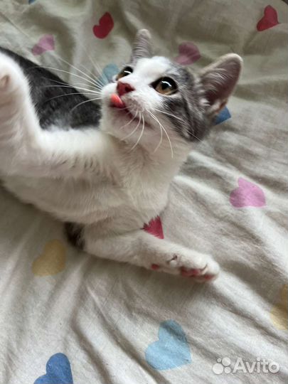 Котёнок девочка