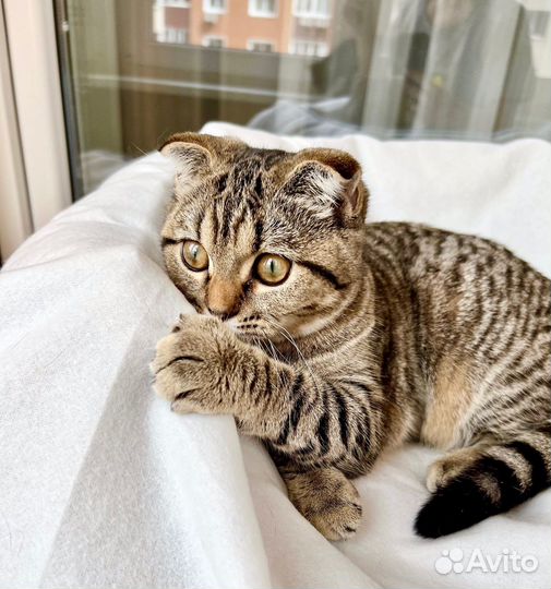 Маленькая полосатая вислоушка Энни в добрые руки