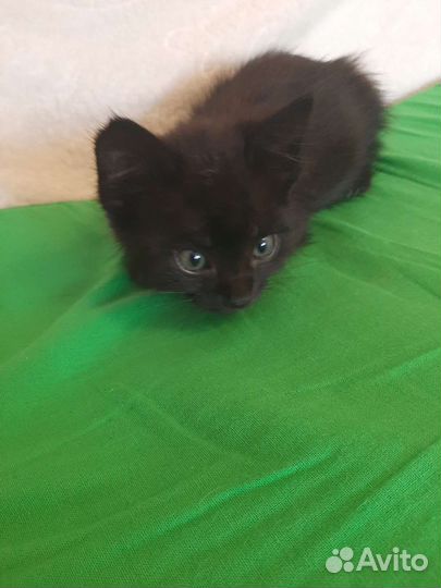 Сибирская кошка бесплатно