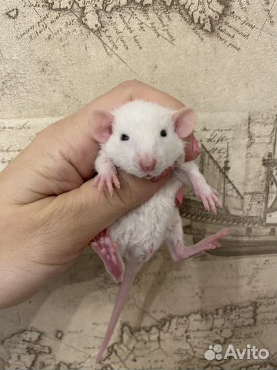 Крысята Дамбо много окрасов