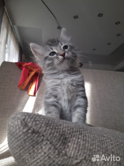 Котята бесплатно
