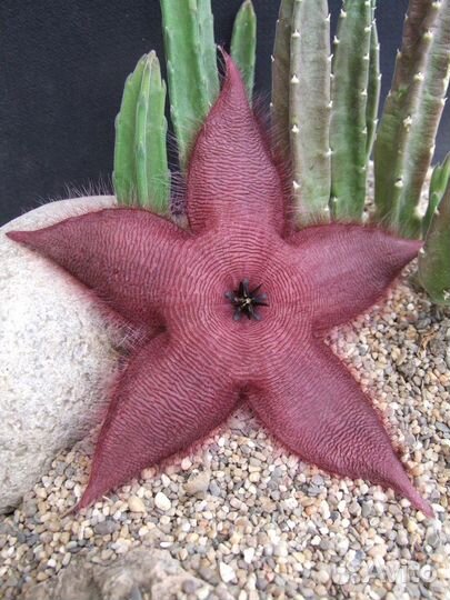 Стапелия Грандифлора.Набор для самост. укоренения