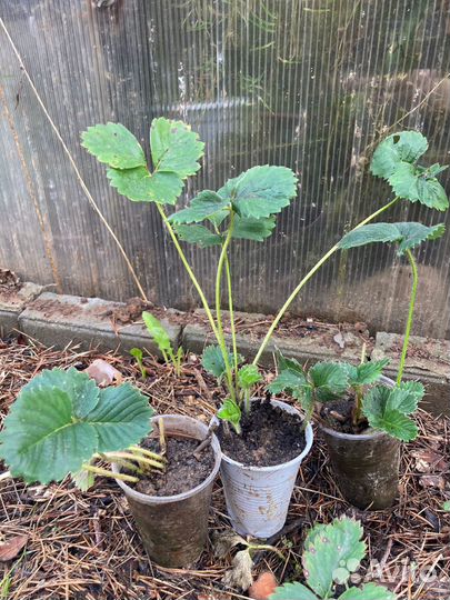 Рассада клубники купчиха