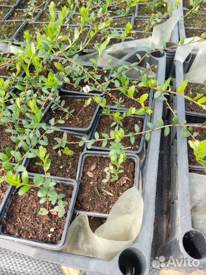 Саженцы клюквы