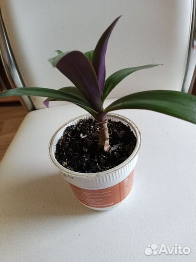 Комнатные цветы