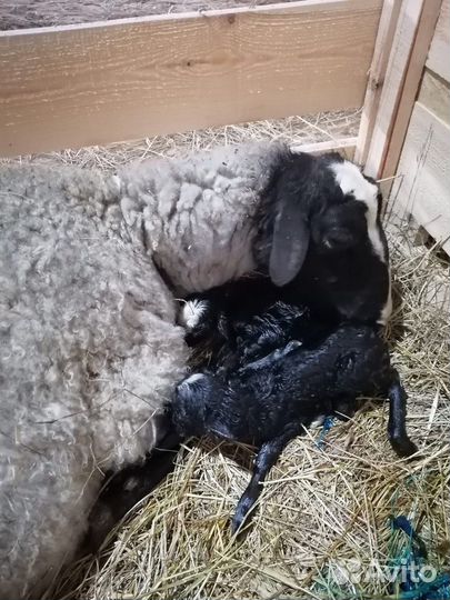 Племенные овцы Романовской породы