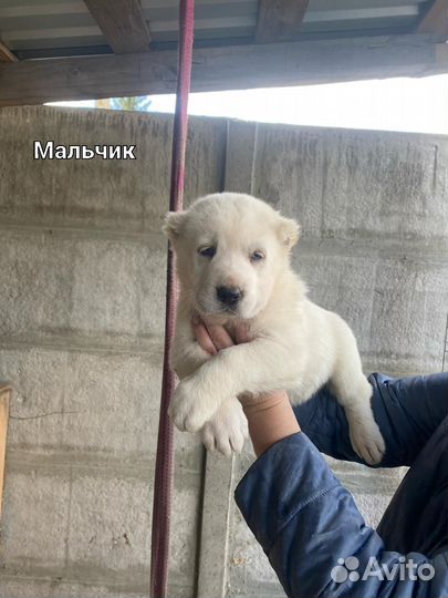 Щенки Алабая