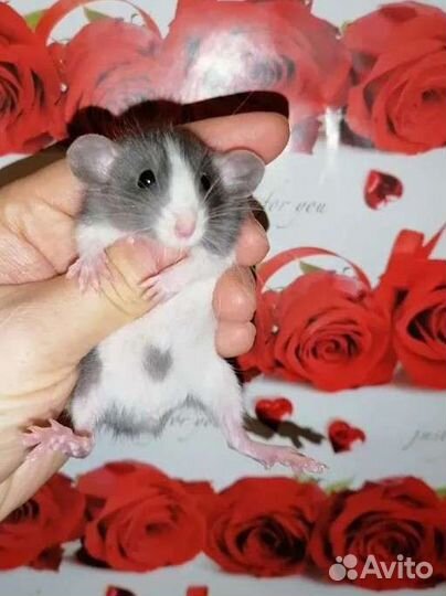 Крысята, крыски, крыса, дамбо, клетка