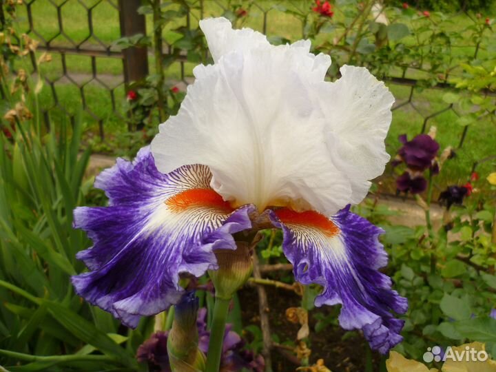 Ирис бородатый