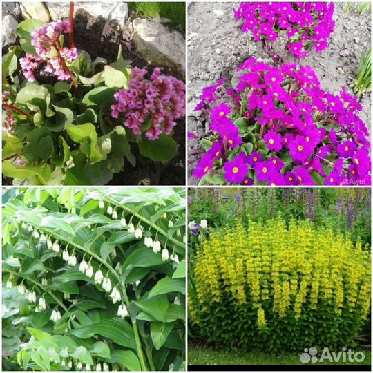 Многолетники