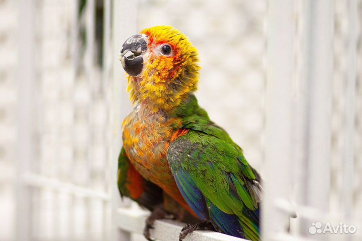 Малыши птенцы, выкормленны человеком