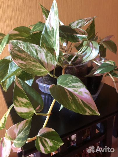 Комнатные цветы