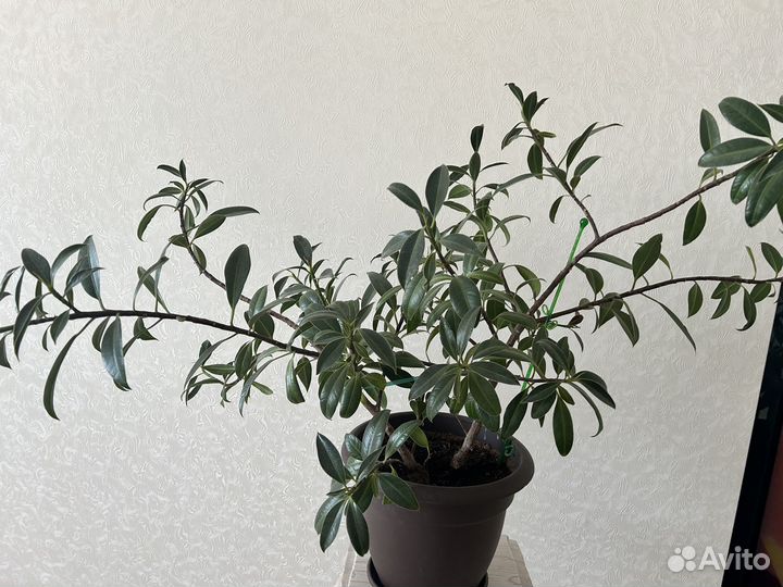 Фикус мелани