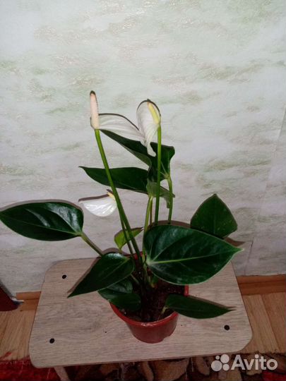 Антуриумы разных цветов