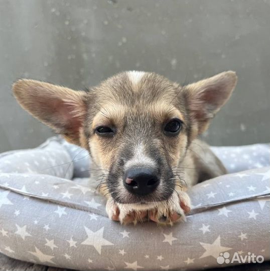 Щенок маленькой собаки в добрые руки