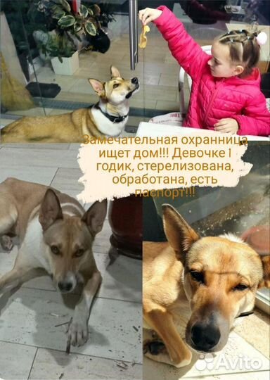 Собака с душой человека