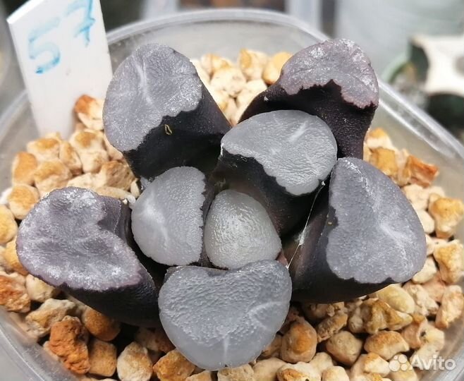 Редкие суккуленты haworthia maughanii