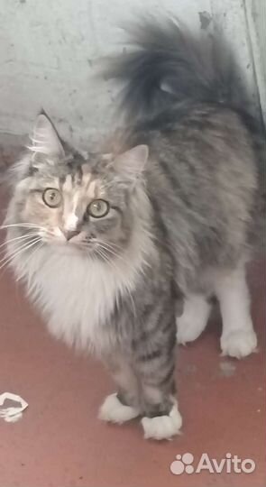 Кошки в добрые руки