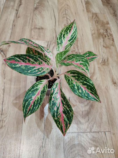 Аглаонема Баттерфляй