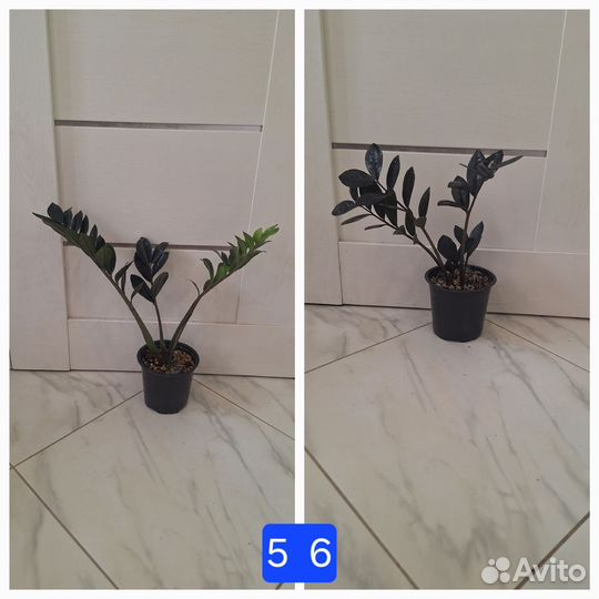 Замиокулькас Равен