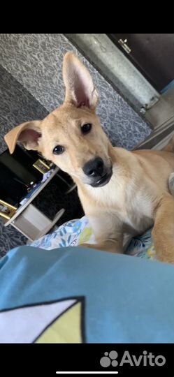 Отдам собаку в добрые руки