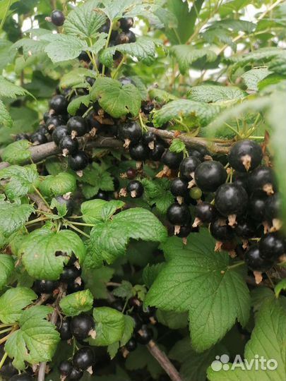 Черная смородина ягода