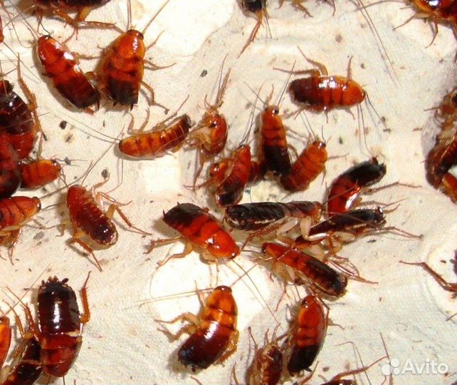 Туркменский таракан (shelfordella tartara)