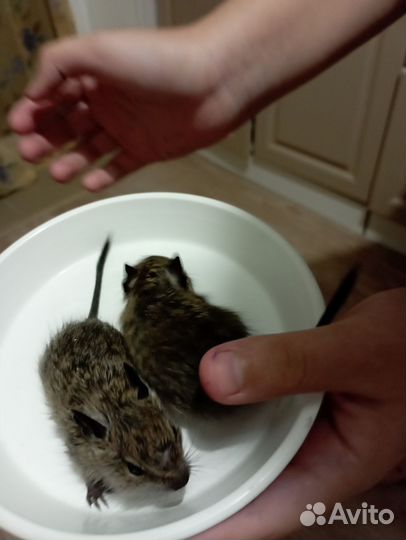 Чилийская белка дегу