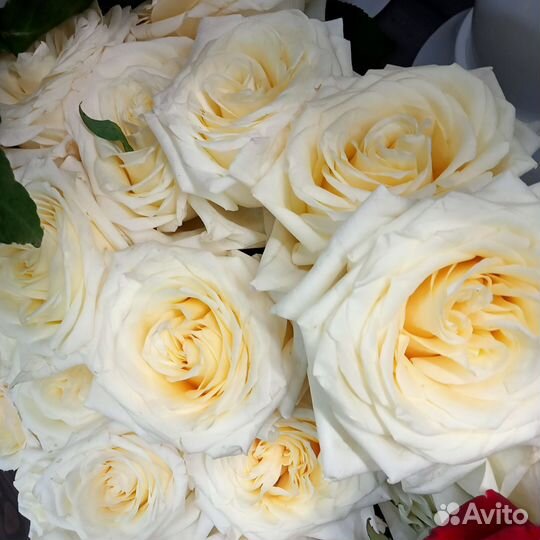 Розы.Доставка.Тамбов