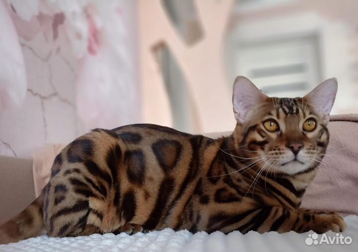 Бенгальский кот вязка