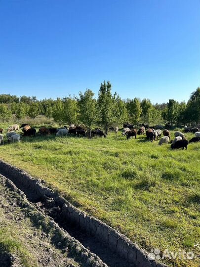 Овцы бараны ягнята