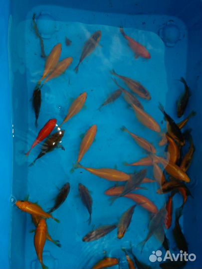 Декоративная рыба в пруд