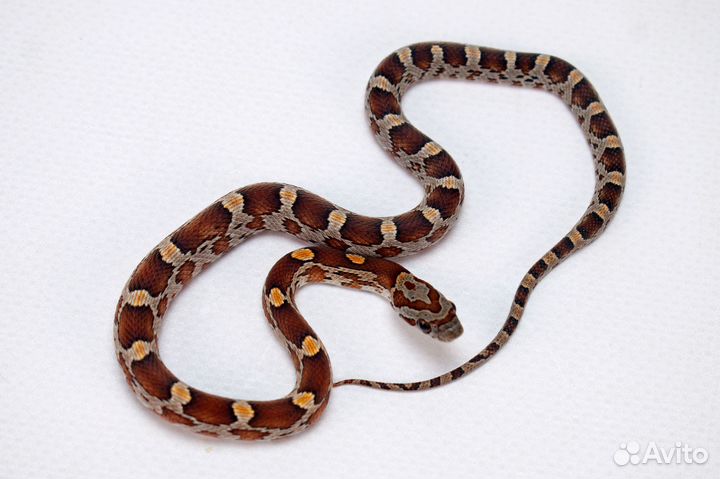 Змеи и ящерицы