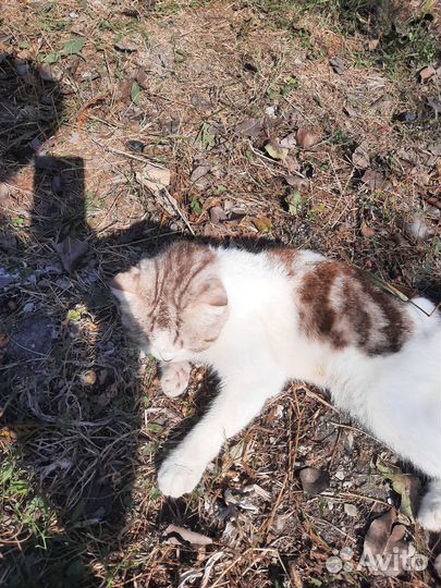 Шотландская вислоухая кошка