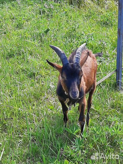 Альпийский козлик,козёл на вязку,козёл на обмен