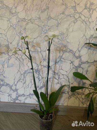 Орхидея фаленопсис