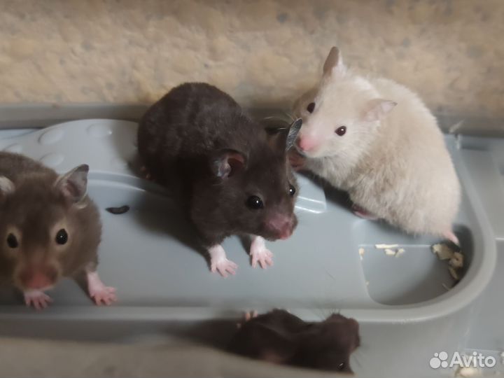 Сирийские хомячки малыши