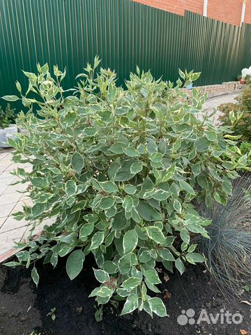 Многолетние цветы